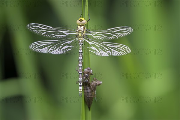 Southern hawker (Aeshna cyanea), freshly hatched, with larval skin, Oberhausen, Ruhr area, North