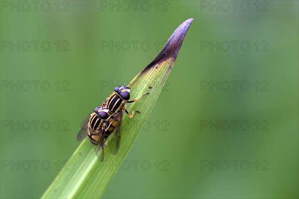 Dangling sunlover (Helophilus pendulus), pair during copulation, Oberhausen, Ruhr area, North
