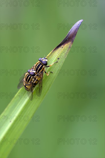Dangling sunlover (Helophilus pendulus), pair during copulation, Oberhausen, Ruhr area, North