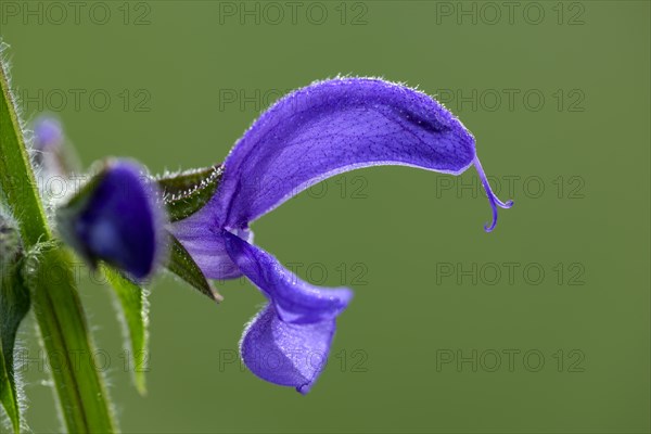 Meadow clary (Salvia pratensis), single flower, on a wild meadow, Nettetal, North Rhine-Westphalia,