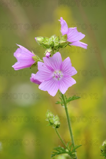 Greater musk-mallow (Malva alcea), flowers, on a wild meadow, Nettetal, North Rhine-Westphalia,