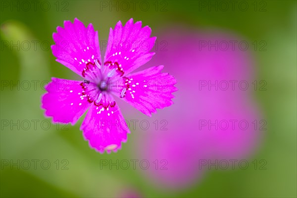 Maiden pinks (Dianthus deltoides), single flower, on a wild meadow, Nettetal, North