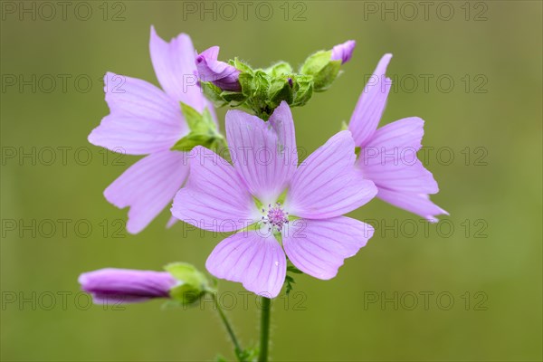 Greater musk-mallow (Malva alcea), flowers, on a wild meadow, Nettetal, North Rhine-Westphalia,
