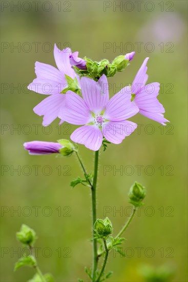 Greater musk-mallow (Malva alcea), flowers, on a wild meadow, Nettetal, North Rhine-Westphalia,