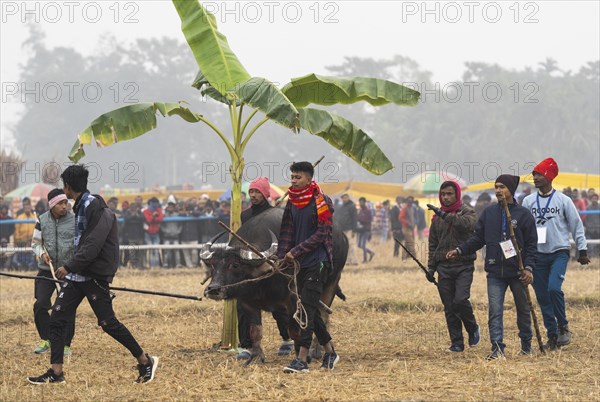 Men arrive with their buffalo to take part in a traditional Moh-Juj (Buffalo fight) competition as