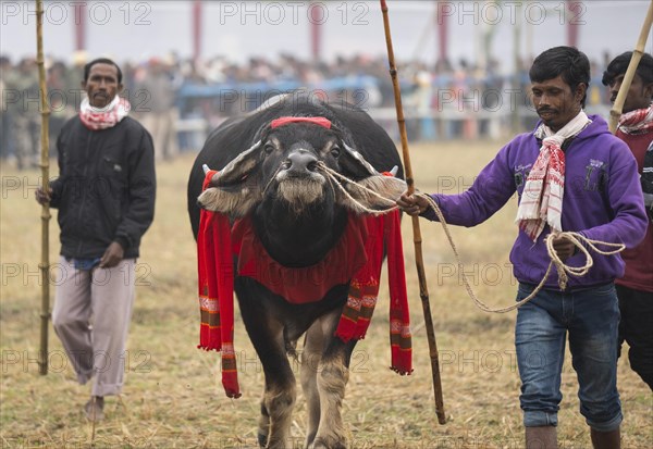 Men arrive with their buffalo to take part in a traditional Moh-Juj (Buffalo fight) competition as