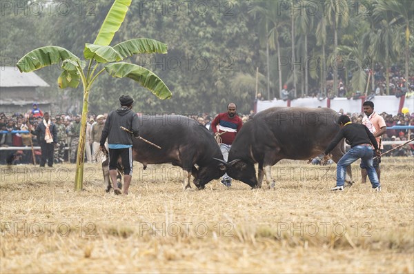 Buffaloes fight with each other during a traditional Moh-Juj (Buffalo fight) competition as a part
