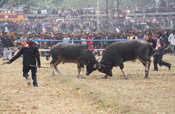 Buffaloes fight with each other during a traditional Moh-Juj (Buffalo fight) competition as a part