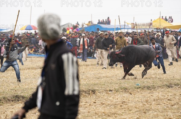 Owner try to control a buffalo during a traditional Moh-Juj (Buffalo fight) competition as a part