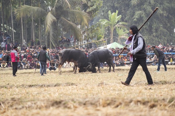 Buffaloes fight with each other during a traditional Moh-Juj (Buffalo fight) competition as a part
