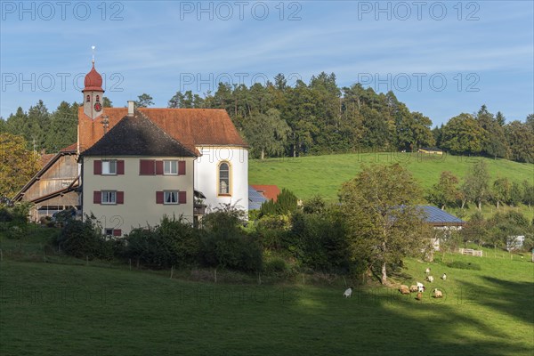 Kressbronn am Bodensee, district Nitzenweiler, Hofgut Schleinsee, chapel, pasture, sheep grazing,