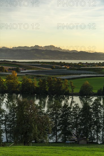 Kressbronn am Lake Constance, district Nitzenweiler, Schleinsee, water reflection, fruit