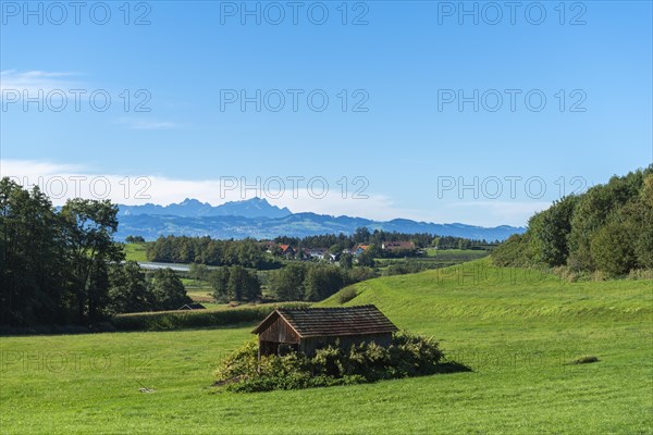 Hilly landscape near Kressbronn on Lake Constance, village, wooden hut, pasture, view of the Alps,