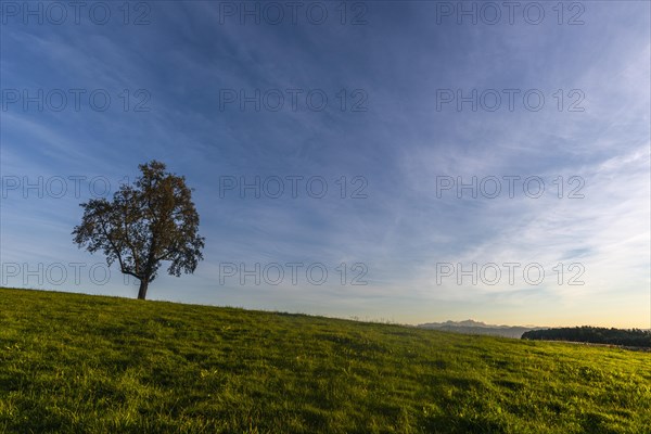 Kressbronn on Lake Constance, Apple tree, Alpine view, Evening mood, Baden-Württemberg, Germany,