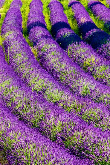 Rows of lavender (Lavandula angustifolia) near Valensole, Provence-Alpes-Côte d'Azur region,