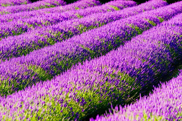 Rows of lavender (Lavandula angustifolia) near Valensole, Provence-Alpes-Côte d'Azur region,
