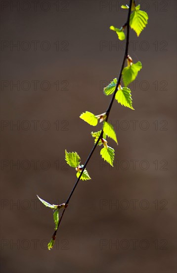 A young branch of a silver birch, warty birch, European white birch (Betula pendula) backlit in