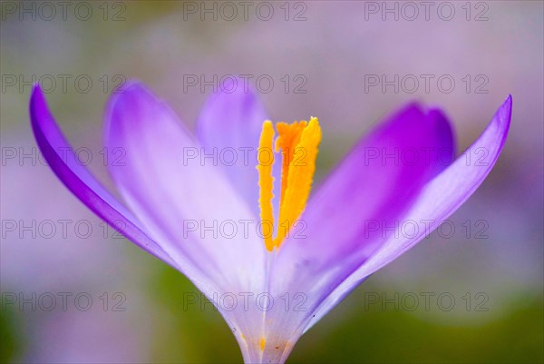 Spring Crocus (Crocus vernus) close-up