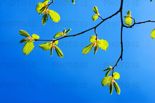 A branch with very young leaves of a common hornbeam (Carpinus betulus) in early spring