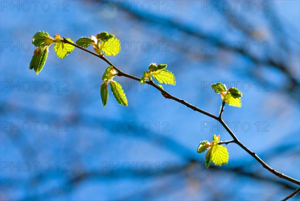 A branch with very young leaves of a common hornbeam (Carpinus betulus) in early spring