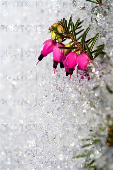 Winter heath, winter-flowering heather, spring heath or alpine heath (Erica carnea) in snow