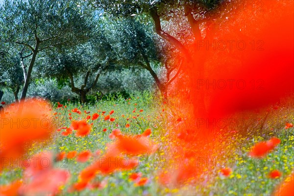Red poppies (Papaver Rhoeas) in an olive grove, Italy, Europe