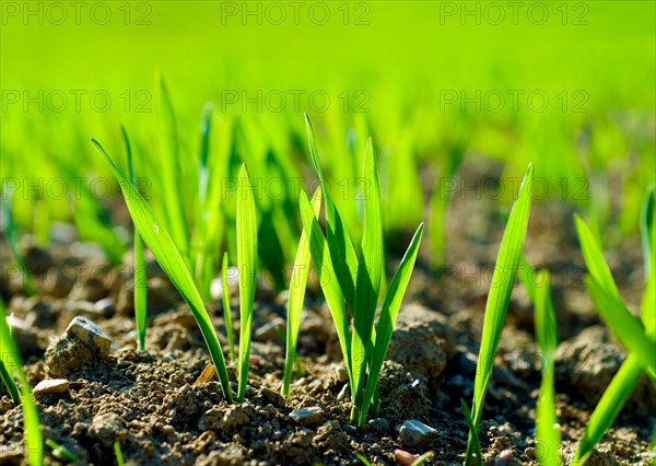 Young cereal plants, backlit