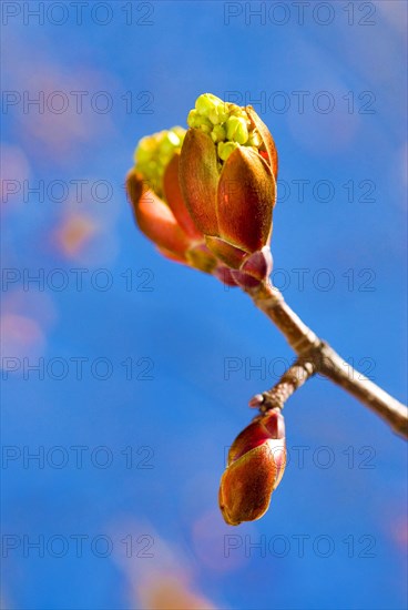 Buds of a red maple (Acer rubrum) against blue sky