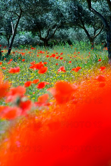 Red poppies (Papaver Rhoeas) in an olive grove, Italy, Europe