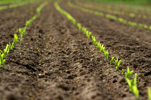 A row of young maize plants, shoots
