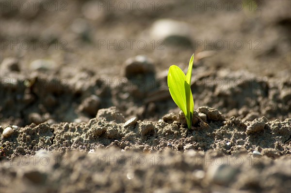 A young maize plant, shoot, sweetcorn