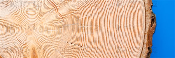 Section through a trunk of Norway spruce (picea abies) with approx. 80 annual rings, close-up