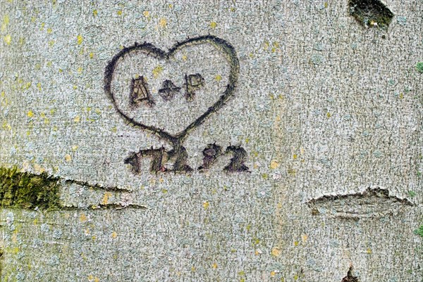 Inscription carved into a beech tree, a heart with the initials A and P and the date 17 02 1992