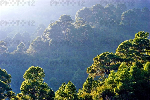 Forest of Canary Island pines (Pinus canariensis) against the light, La Palma, Canary Islands,