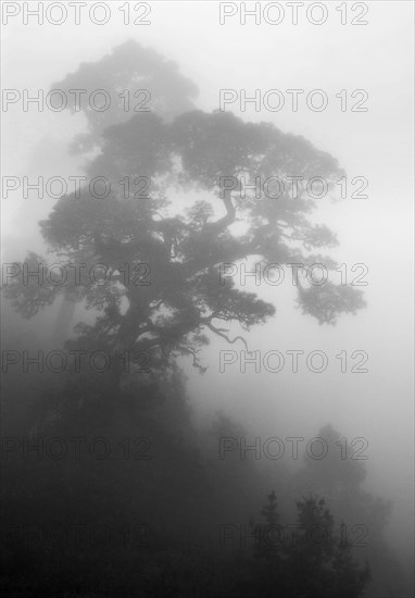 A Canary Island pine (Pinus canariensis) in the fog, clouds created by the trade winds on the