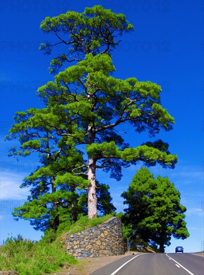 A single large Canary Island pine (Pinus canariensis) against a blue sky near Barlovento, a car for