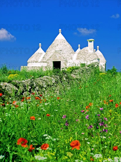 An abandoned white trullo house, probably once a farmhouse, stands in a flower meadow somewhere