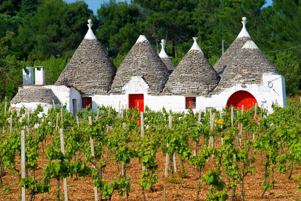 Trullo in a wineyard near Alberobello, Apulia, Italy, Europe