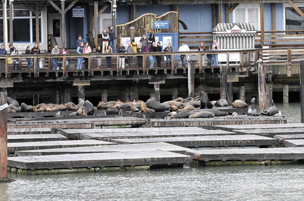 California sea lions (Zalophus californianus) at Pier 39, Fisherman's Wharf, San Francisco,
