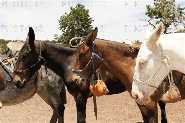 Horse changing station on the Bright Angel Trail, Grand Canyon, Arizona, USA, North America