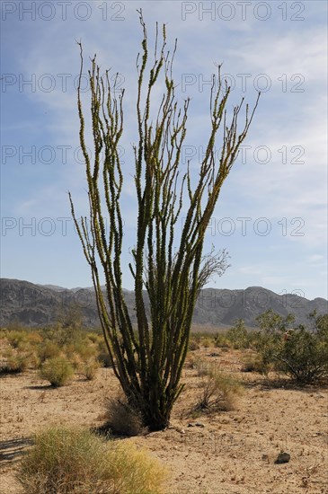 Ocotillo (Fouquieria splendens), Joshua Tree National Park, Palm Desert, Southern California, USA,