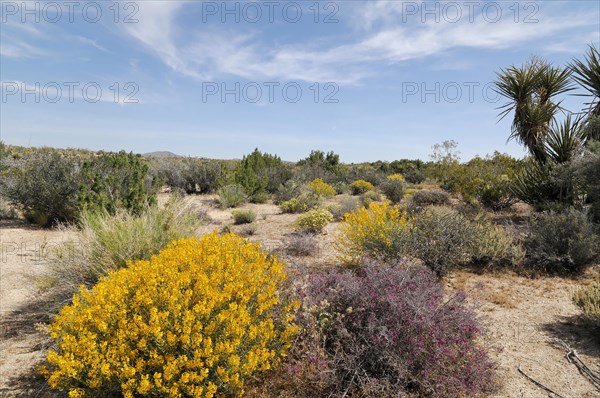 Joshua trees (Yucca brevifolia), Joshua Tree National Park, Palm Desert, Southern California, USA,