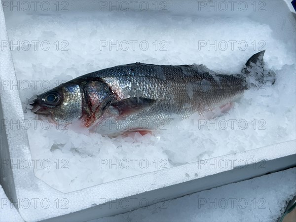 Edible fish sea bass (Dicentrarchus labrax) from the Mediterranean Sea lies on crushed ice in the