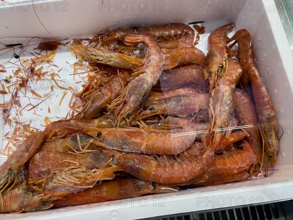 Several specimens of argentine red prawn (Pleoticus muelleri) shellfish as a delicacy lie on