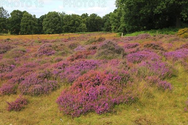 Heather plants, Calluna vulgaris, purple flowers, heathland vegetation, Sutton Heath, Suffolk