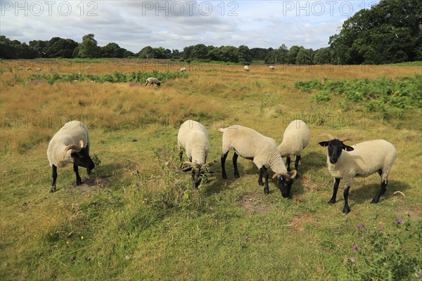 Suffolk Wildlife Trust sheep conservation grazing of heathland, Suffolk Sandlings, near Shottisham,
