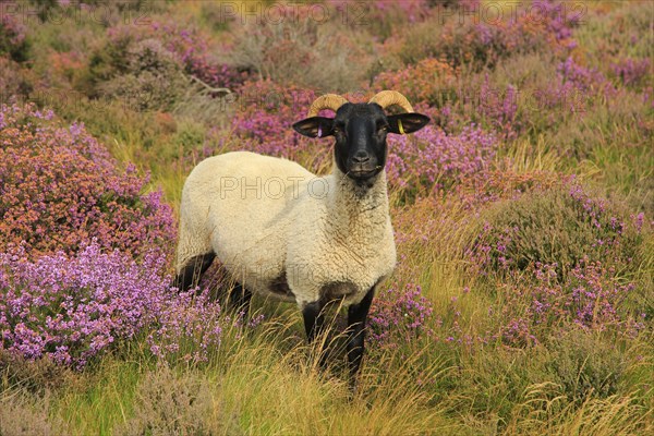 Suffolk Wildlife Trust sheep conservation grazing of heathland, Suffolk Sandlings, near Shottisham,