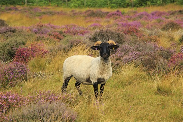 Suffolk Wildlife Trust sheep conservation grazing of heathland, Suffolk Sandlings, near Shottisham,