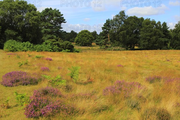 Heather plants, Calluna vulgaris, purple flowers, heathland vegetation, Sutton Heath, Suffolk
