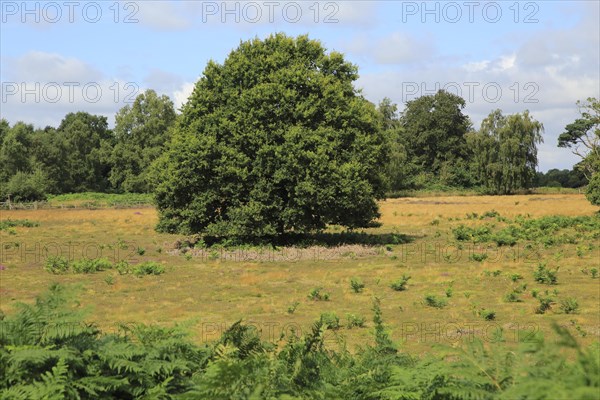 Single small oak tree standing in heathland in Suffolk Sandlings, Area of Outstanding Natural